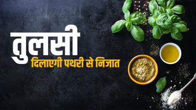 Kidney Stone: पथरी से राहत दिलाएगी तुलसी, ऐसे सेवन करके पाएं किडनी स्टोन से छुटकारा- India TV Hindi