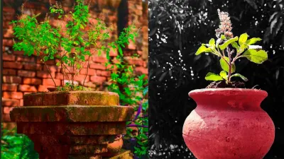 vastu tips, tulsi plant, holy Basil, tulsi plant in house vastu, tulsi directions, vastu tips for ho- India TV Hindi