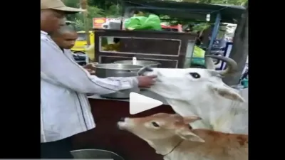 cow video- India TV Hindi