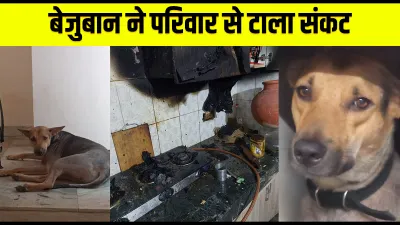 pet dog raises alarm saves family from fire in greater noida अच्छा करने वालों के साथ अच्छा ही होता ह- India TV Hindi