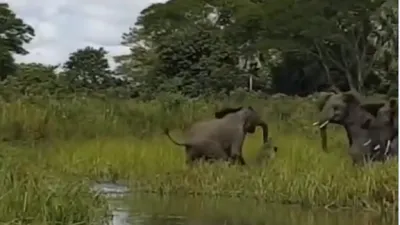 elephant video- India TV Hindi