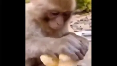 Monkey taste ginger- India TV Hindi