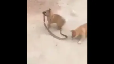 puppies with snake- India TV Hindi