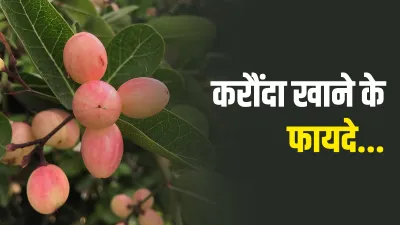 health benefits of karaunda - India TV Hindi