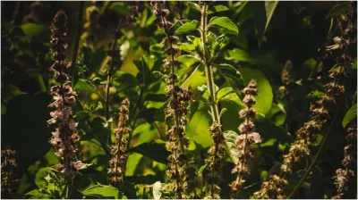 Vastu Tips Know in which direction of the house the Tulsi plant