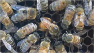 viral video of bee- India TV Hindi