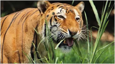 tiger eating grass - India TV Hindi