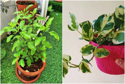 Tulsi and Moneyplant- India TV Hindi