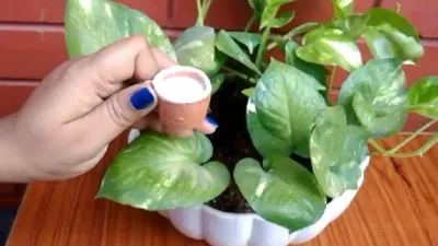 money plant and milk- India TV Hindi