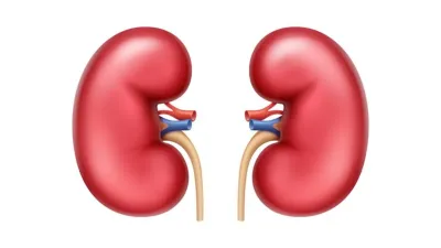 Kidney- India TV Hindi