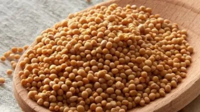 Yellow mustard seeds - India TV Hindi