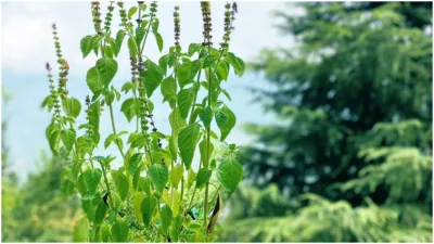 never make these mistakes with tulsi plant it will become cause of