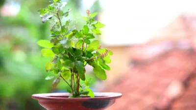 tulsi plant rules- India TV Hindi