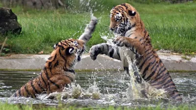 Tigers Fight, Tigers Fight Zoo, Male Female Tigers Fight, Tiger Fight Bilaspur- India TV Hindi