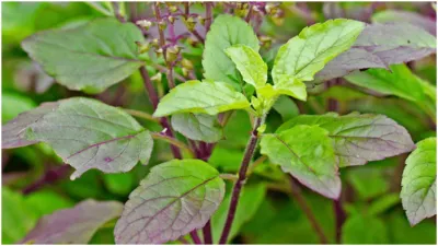 Vastu Tips Plant Tulsi ka paudha in north east direction in house