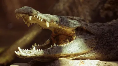 Crocodile- India TV Hindi