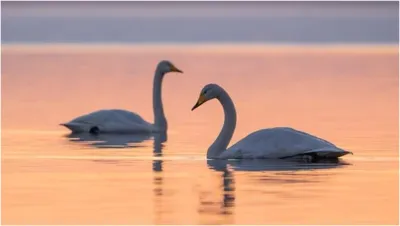 Pair of swans- India TV Hindi