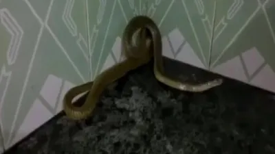 Snake- India TV Hindi