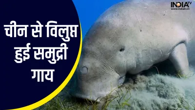  Sea cow- India TV Hindi