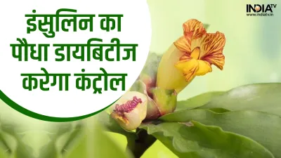 Insulin Plant for Diabetes- India TV Hindi