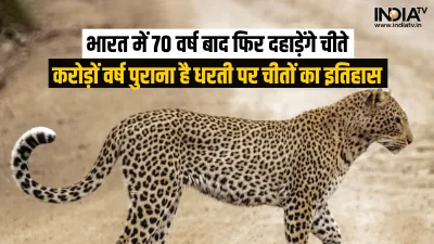 Cheetah- India TV Hindi