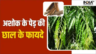 Ashoka Tree Bark- India TV Hindi