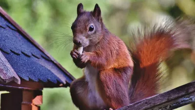 Squirrel United States, Squirrel Electricity, Squirrel Electricity United States- India TV Hindi