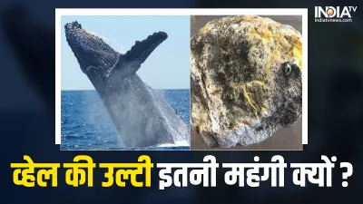 Ambergris- India TV Hindi