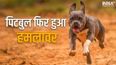 Pitbull attacked another girl in Ghaziabad society- India TV Hindi