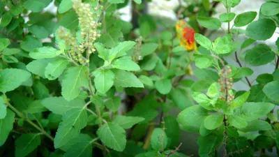  tulsi plant- India TV Hindi