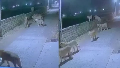 lion pack viral video- India TV Hindi