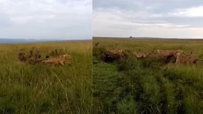 A herd of hyenas attacked a lion viral video- India TV Hindi