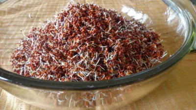 sprouted ragi- India TV Hindi