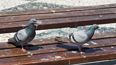 pigeon poop- India TV Hindi