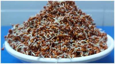 Sprouted Ragi- India TV Hindi