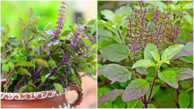 Vastu Tips how to worship tulsi plant at home tulsi puja niyam