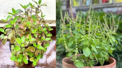 vastu tips for tulsi plant at home where to keep basil plant at