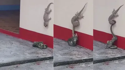 lizard and snake fight- India TV Hindi