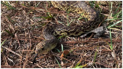 MP News seven feet long ghoda pachad snake found at sagar district judge bunglow viral video google - India TV Hindi