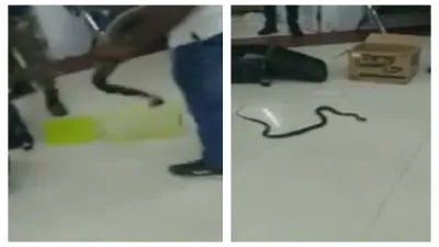 lady arrested with snakes- India TV Hindi