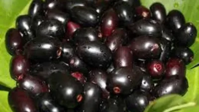 jamun_benefits- India TV Hindi