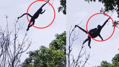 viral monkey video- India TV Hindi