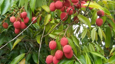 lychee_benefits- India TV Hindi