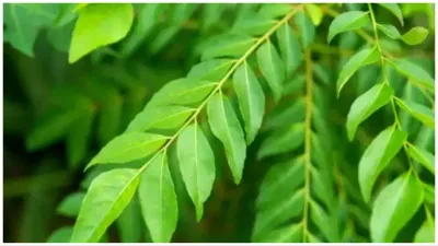 curry leaf- India TV Hindi