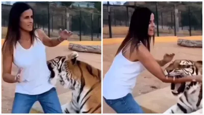 Ladki Aur Bagh Ka Video tiger grab girl in cage scary viral video on google trends- India TV Hindi