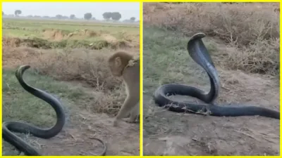 Cobra Ka Video Bandar Aur Sanp Ka Video mokey and cobra fight viral video on google trends- India TV Hindi