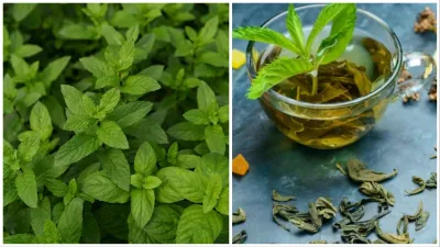 सूखा पुदीना घर पर कैसे बनाएं | how to dry mint leaves naturally - India TV  Hindi