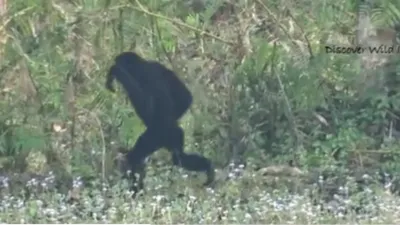 Hoolock Gibbon- India TV Hindi