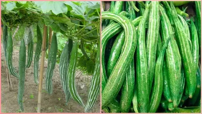 Chichinda Snake Gourd benefits- India TV Hindi