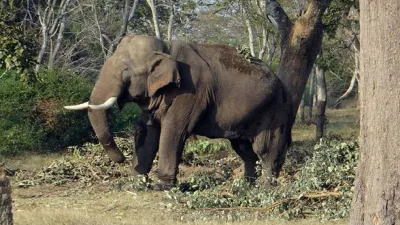 elephant- India TV Hindi